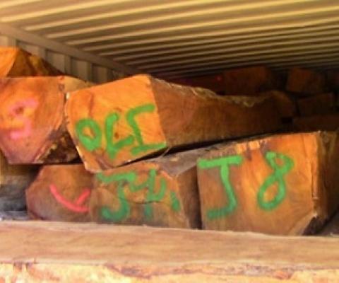 Rosewood logs ready for export. Credit - https://dailypost.vu/news/