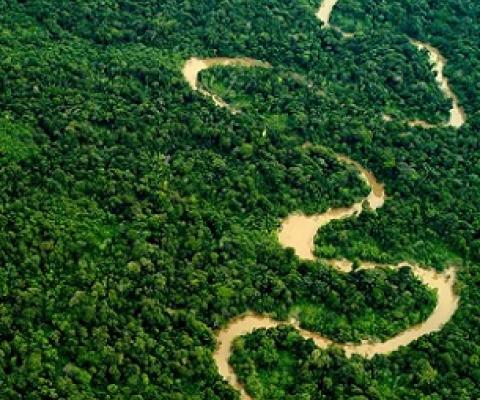 forests. Credit - Mark Bowler/naturepl.com