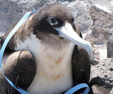 Great Frigate Bird tangled in plastic, Desventuradas Islands, Chile. Credit: Diego Miranda