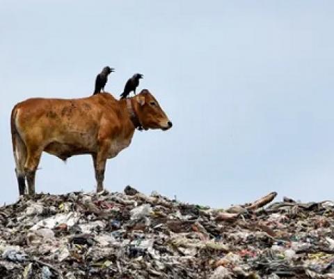 The agreement, to be scrutinised at the Kunming summit, aims to address how to feed the world’s growing population while protecting the environment. Photograph: David Talukdar/REX/Shutterstock
