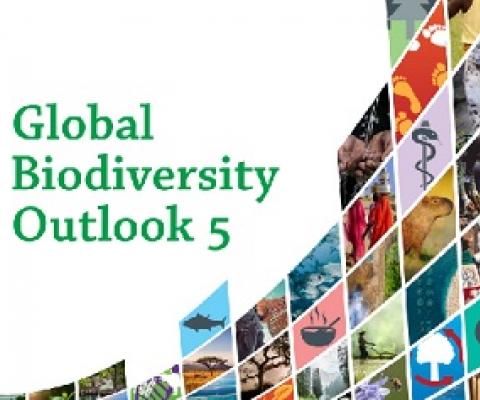 GBO-5 cover. credit - UN Environment