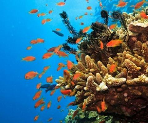 Great barrier Reef, Australia. Credit - Getty Images