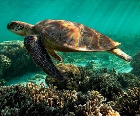 Great barrier Reef, Australia. Credit - Getty Images