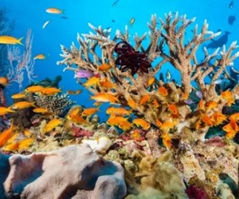 The Australian government will spend $4.7m this year developing technologies that could shade corals and make clouds more reflective. Earlier in 2020 the Great Barrier Reef suffered its third mass coral bleaching event in five years. Photograph: Daniela Dirscherl/Getty Images/WaterFrame RM