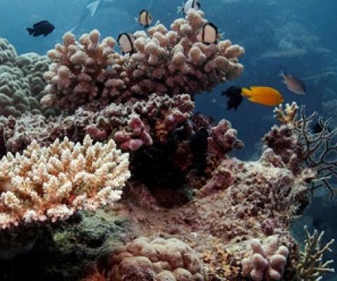 Conservationists and recreational fishers say Queensland’s rollout of major fisheries reforms, designed to tackle the issues along the Great Barrier Reef, has stalled. Photograph: Lucas Jackson/Reuters