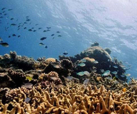 Assorted reef fish swim above a staghorn coral colony as it grows on the Great Barrier Reef off the coast of Cairns, Australia October 25, 2019. Credit - REUTERS/Lucas Jackson