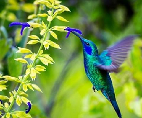 Photo credit: Glass and Nature/Shutterstock