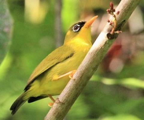 Gizo white-eye (zosterops Iuteirostris) is a species of birds in the Zosteropidae family. Credit - https://www.solomonstarnews.com/