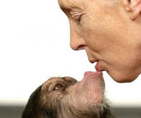 Goodall has championed sustainable pratices and the preservation of nature through grassroots organisations and iniatives in all corners of the planet. Credit - www.phys.org