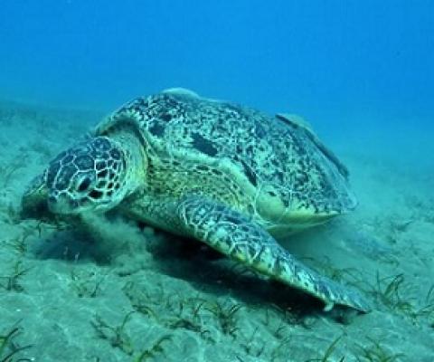 Green turtle. Credit -  Joe Bunni/Gamma-Rapho/Getty Images
