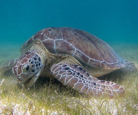 Green sea turtles help manage seagrass meadows. A new study shows the two-way relationship between healthy seagrass and marine mega herbivores, pointing toward the importance of conservation efforts for ecosystem stability. Image by P. Lindgren via Wikimedia Commons (CC BY-SA 3.0).