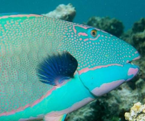 source - https://www.fbcnews.com.fj/