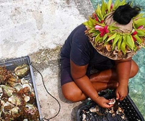A woman preparing paua on a kaoa in Manihiki. Credit - EMMANUEL SAMOGLOU