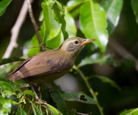 the giant white-eye an endangered bird found only in Palau. Credit - JEDEDIAH BRODIE; MICHAEL STUBBLEFIELD / ALAMY STOCK PHOTO