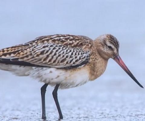 It’s hoped the research will allow greater understanding of the birds’ decline in New Zealand. Source: 1 NEWS