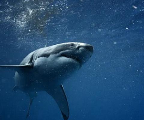 Many of Australia’s iconic ocean species such as great white sharks are international migrants found in over 100 countries. Credit - Shutterstock