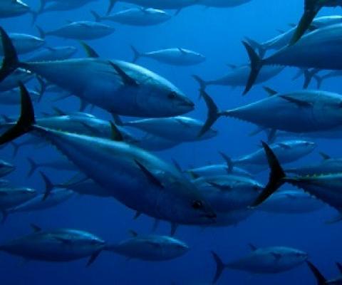 YellowfinTuna. Credit - Guido Montaldo/Shutterstock