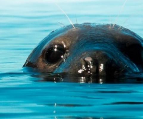 Benyon review of Highly Protected Marine Areas published