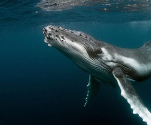 Humbpach whale. Credit - Tomas Kotouc/ Shutterstock.com