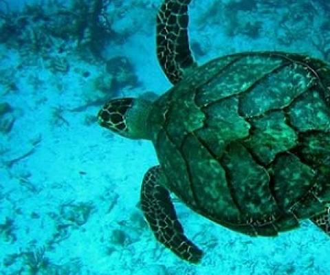 Hawksbill Turtle. Credit - Ecocentric Guy