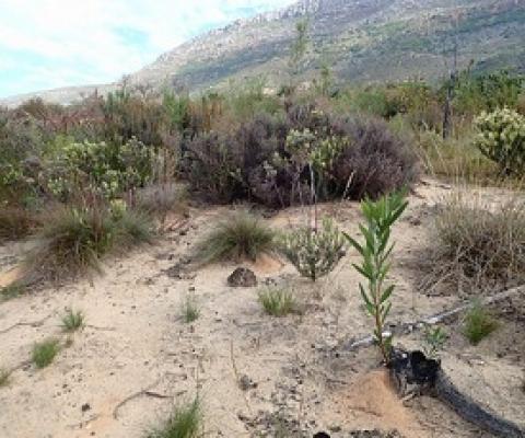 A single ‘point source’ Acacia longifolia after clearing. Photo: Nicola van Wilgen