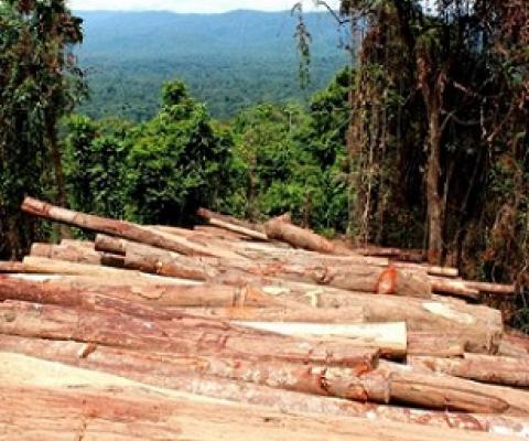 Log piles in East New Britain, PNG. Photo: Global Witness Media Hub