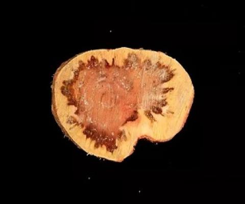 A cross-section of a declining ironwood tree in Guam shows drops of whitish ooze caused by the bacterial wilt pathogen and a ring of dark stained tissue caused by wetwood bacteria.  Photo courtesy of UOG