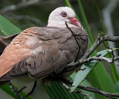 A pink pigeon (Nesoenas mayeri) photographed in its native Mauritius. Image by Sergey Yeliseev / Flickr (CC BY-NC-ND 2.0).
