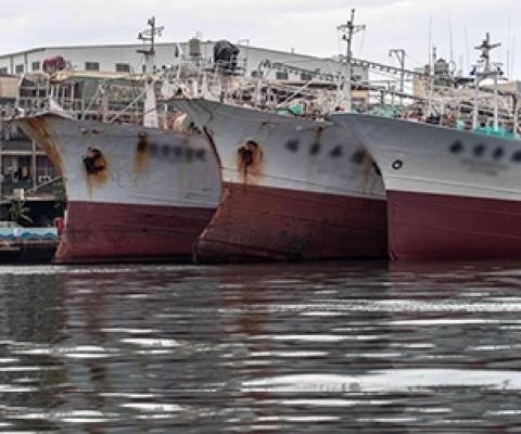 Report finds gaps in RFMOs’ measures targeting eradication of tuna IUU. Source -https://www.seafoodsource.com/  