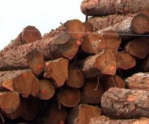 Ministry clamps down illegal logging. Credit - www.fbcnews.com.fj
