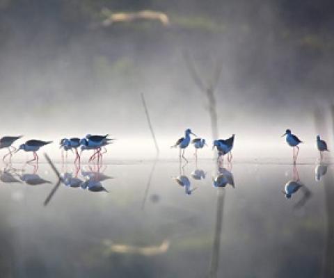 Black-winged Stilts. Credit - Ann Killeen