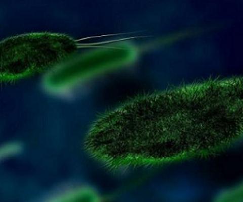 How the world can prevent emerging infectious diseases and protect food security. Credit: Pixabay/CC0 Public Domain