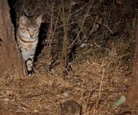 Feral cats were the costliest of the individual species studied but the most damaging class of pest was plants, the study found. Photograph: Minden Pictures/Alamy
