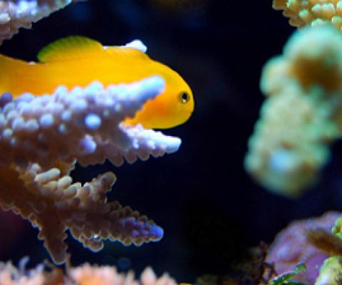 juvenile reef fish