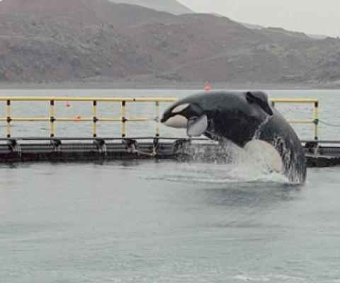 Lessons learned from relocating Keiko to Iceland inform WSP’s work today. Photo by Colin Davey/Getty Images