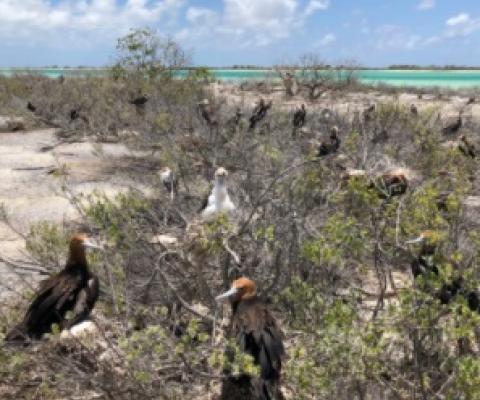 Kiritimati Island Conservation Protected Area Project. Credit - Ata Binoka
