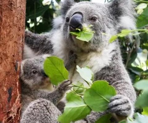 Climate change and biodiversity loss are now often referred to as the ‘twin crises’ facing the global financial system. Photograph: Lisa Maree Williams/Getty Images