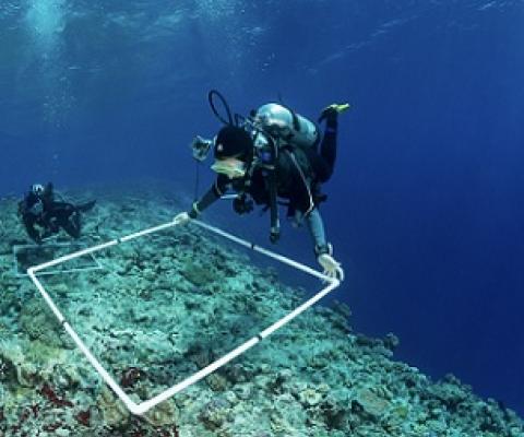 Scientists of the Living Oceans Foundation surveying corals of the Great Barrier Reef, Australia. Credit - KSLOF