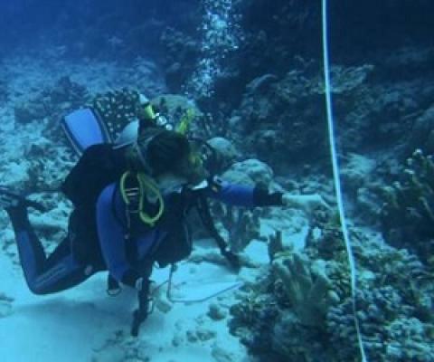 209  13  Share  Email  Home Biology Plants & Animals Home Biology Ecology AUGUST 11, 2021  'Sticky questions' raised by study on coral reefs by University of British Columbia  PhD candidate Sara Cannon conducting surveys in Abaiang. Credit: Dr. Simon Donner