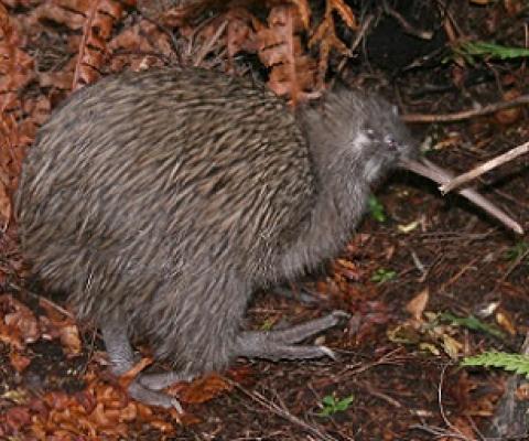 New Zealand Kiwi. Credit - wikipedia.com