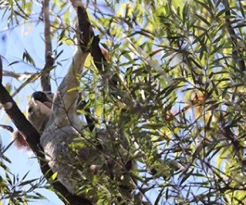 A koala in the wild. Just one species in need of habitat protection in the region. Credit - Marian Sampson