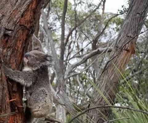 WWF-Australia says the proposal to allow landholders to clear up to 25 metres from their fence line will fragment forests and make it even harder for koalas to get around. Photograph: Lisa Maree Williams/Getty Images