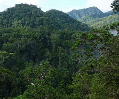 KIBCA and other conservation partners are seeking formal protection for Kolombangara’s upland forests that remain under constant threat of illegal timber extraction. Image - Eric Katovai