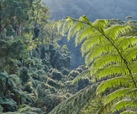 Kuark forest, East Gippsland. Image: Rob Blakers