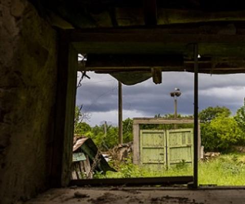 Wildlife seen through ruins. Credit: Malkolm Boothroyd