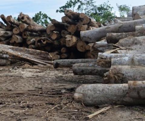 Credit - Hilaire Bule