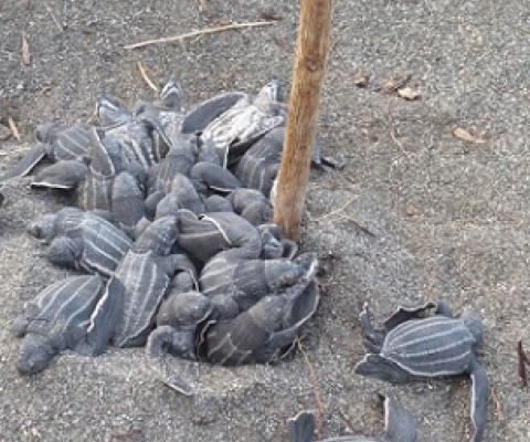 Hatchlings emerge from a relocated nest. Scientists estimate only one in 500 to 1,000 hatchlings will survive to adulthood and reproduce. Image courtesy of Deasy Lontoh.