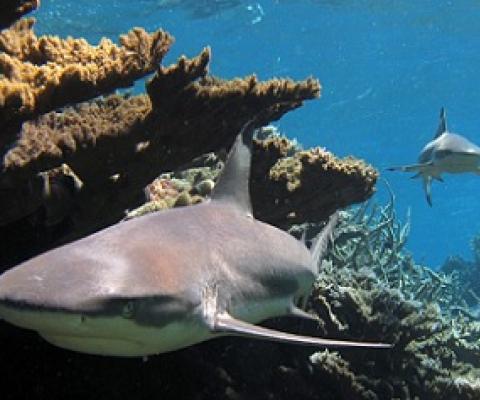 Blacktip reef sharks, Kingman Reef. Credit- Kydd Pollock, The Nature Conservancy
