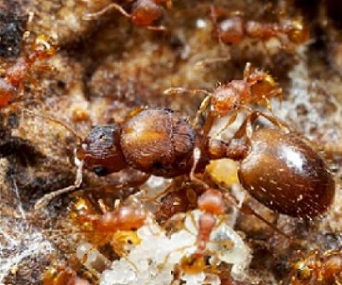 little fire ants. credit - www.biisc.org