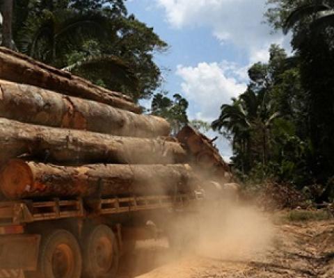 A truck is seen loaded with logs cut from the Bom Retiro deforestation area on the right side of the BR 319 highway near Humaita, Amazonas state, Brazil September 20, 2019. Picture taken September 20, 2019. REUTERS/Bruno Kelly